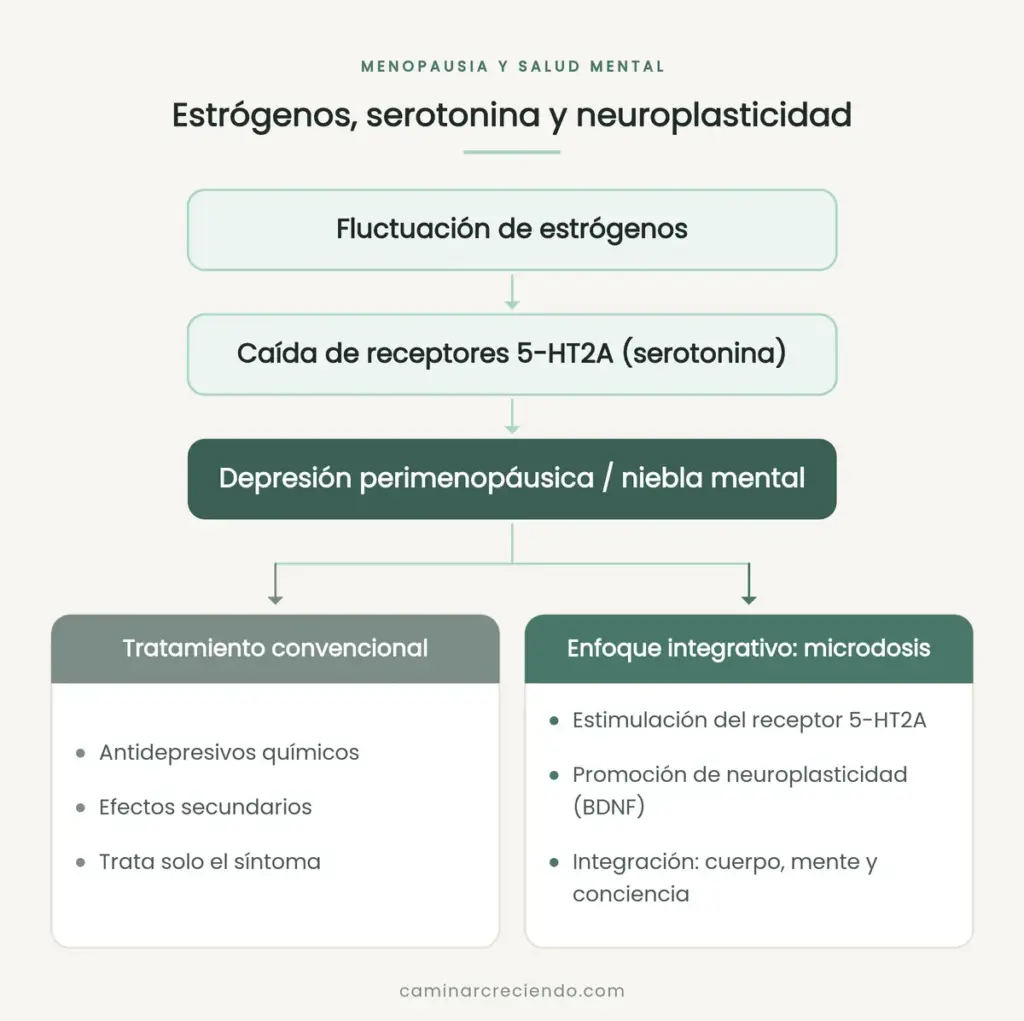 Esquema de la menopausia y la salud mental: la fluctuación de estrógenos reduce los receptores 5-HT2A y desemboca en depresión perimenopáusica, con dos salidas: tratamiento convencional o enfoque integrativo con microdosis